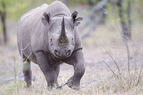 Contributing to the Conservation of Kruger's Black Rhinos | Conservation | Singita