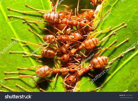 Red Ants,Building Ant'S Nest Stock Photo 141314611 : Shutterstock