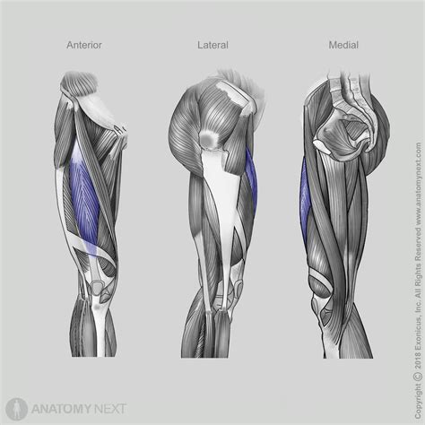 Rectus Femoris Muscle