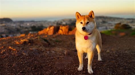 10 Top Shiba Inu Wallpaper 1920X1080 FULL HD 1080p For PC Desktop 2023