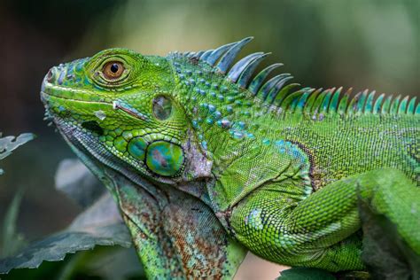 Legwan zielony - ZOO Wrocław - największy Polski ogród zoologiczny