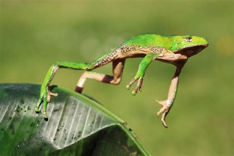 Épinglé sur grenouilles