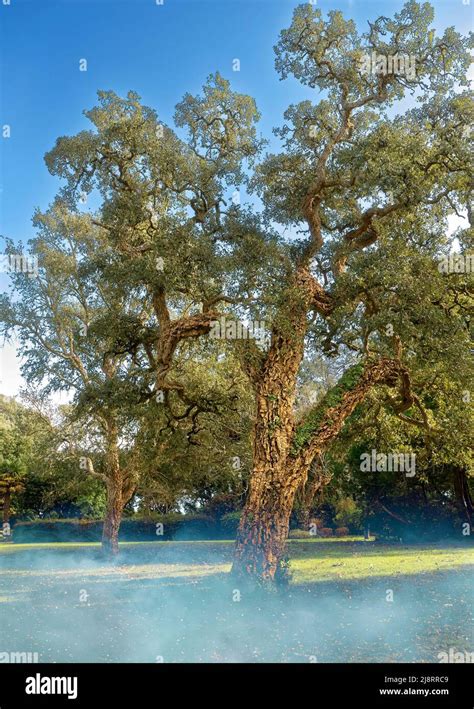 Cork oak tree Mount Edgcumbe gardens country park Cornwall Stock Photo - Alamy