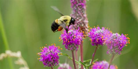 Three Pollinator Plants - almost PERFECT Landscaping