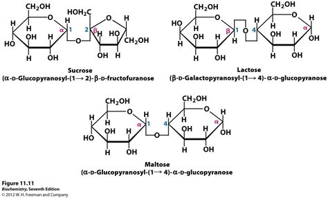 Sucrose, Lactose, Maltose: some digestible disaccharides in food | MCAT ...