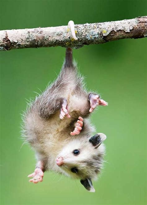 Pin by Anna Wald on opossum | Animals wild, Opossum, Funny animals