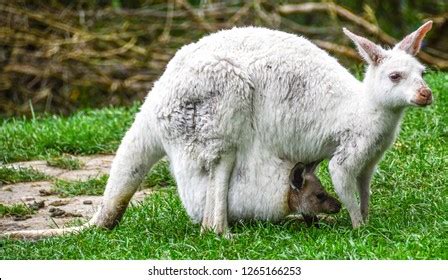 Albino Kangaroo Baby Stock Photo 1265166253 | Shutterstock