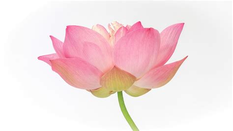 Lotus | Vietnam's National Flower | National flower, Flowers, Showy flowers