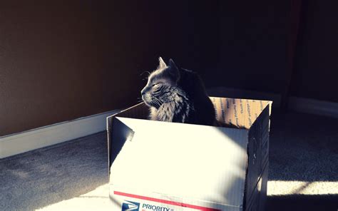 Grey cat inside white cardboard box HD wallpaper | Wallpaper Flare