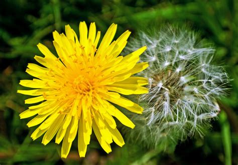 Dandelions Free Stock Photo - Public Domain Pictures