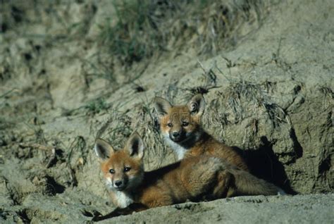 Red Fox Pups stock image. Image of nature, animal, canine - 9021719