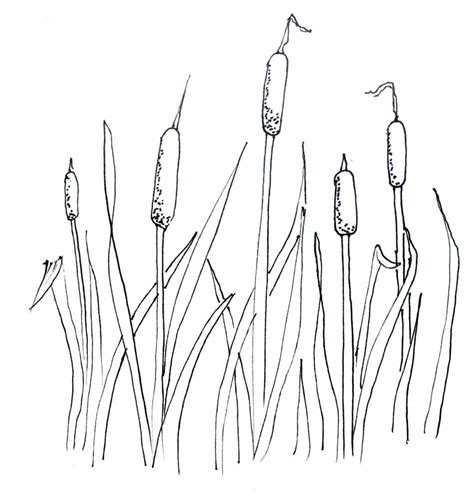 Cattail Drawing at GetDrawings | Free download