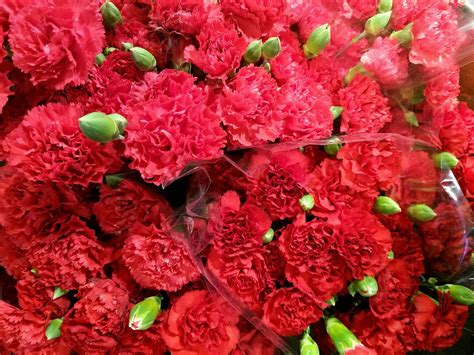 Download Fabulous Red Carnations Wallpaper | Wallpapers.com