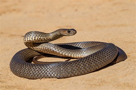 Deadly snakes could save your life - UQ News - The University of Queensland, Australia