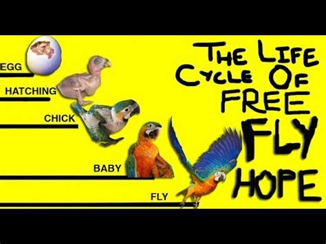 PARROT LIFE CYCLE - FROM BABY TO FREE FLYING *Hope the macaw* - YouTube