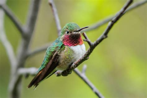 Backyard Hummingbirds | Audubon Rockies