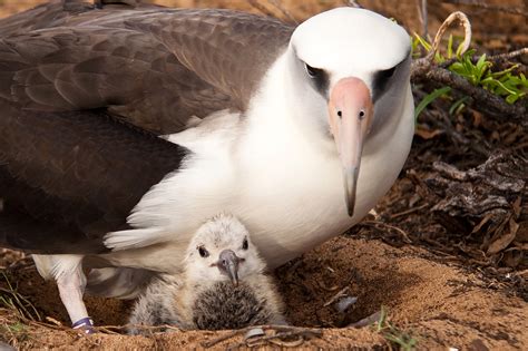 The albatross, El Niño and climate change: a tale of mixed fortunes | Carbon Brief