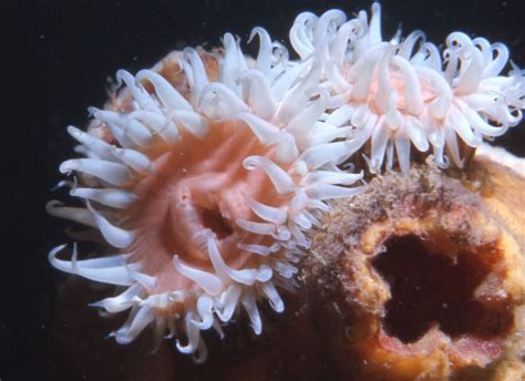 Amazing anemones - with a sting | Dolphin Research