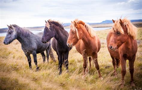 A Guide to Wildlife in Iceland | Jacada Travel