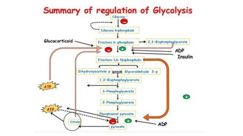 Regulation of glycolysis and gluconeogenesis