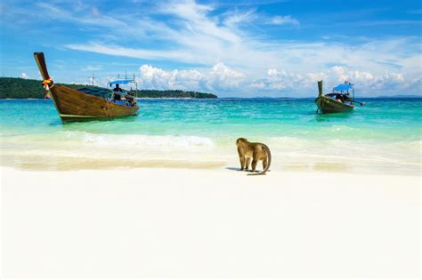 Monkey Beach in Phi Phi Island - Great Snorkelling Spot on Koh Phi Phi Don - Go Guides