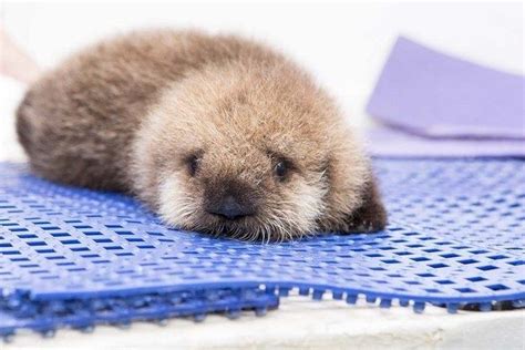 And finally, this tiny and fuzzy baby otter! | Baby sea otters, Baby ...