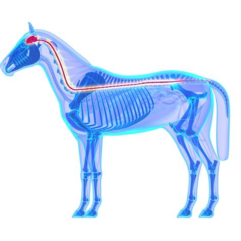 Equine Protozoal Myeloencephalitis - ImmuBiome