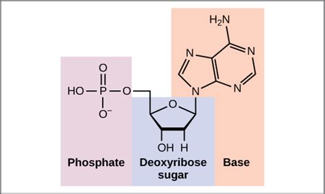 DNA: Composition and Structure | Biomed Guide