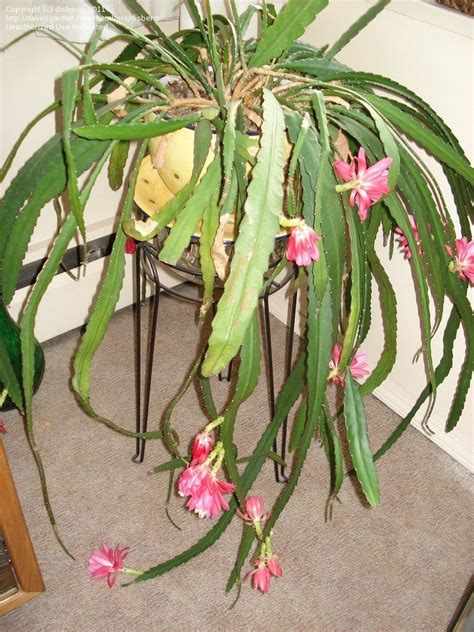 PlantFiles Pictures: Orchid Cactus 'Araby' (Epiphyllum) by disberg