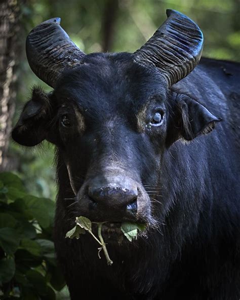 BioCamp for conservation: More finance needed to save the Philippines’ vanishing Tamaraws | BIOFIN