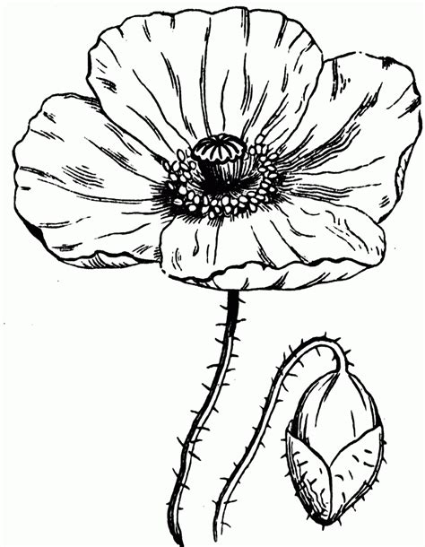 Simple Poppy Drawing at GetDrawings | Free download