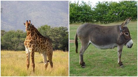 Oddly Adorable Photos of Animals Without Necks