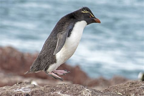 Rockhopper Penguin Habitat Map