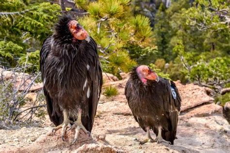 California Condor: Your Role as a Nature Cleaning Team - My Animals