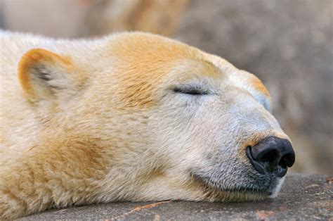 Sleeping polar bear | Shtttt, please don't disturb! Picture … | Flickr