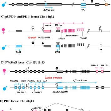 (PDF) The role of Imprinted genes in humans