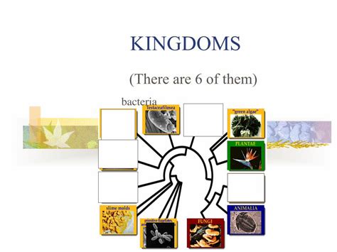 (PDF) KINGDOMS - fridenscience.weebly.comfridenscience.weebly.com/.../3/26839898 ...