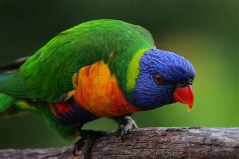 Richard Waring's Birds of Australia: Rainbow Lorikeets (Melbourne)