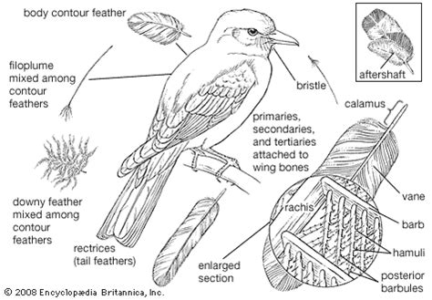 Feather | Flight, Structure, Function, & Facts | Britannica