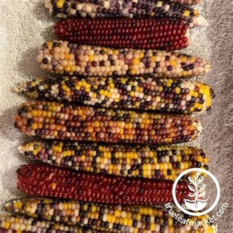 Corn Seeds - Popcorn - Rainbow Jewel | Non-GMO Vegetable Corn Seed