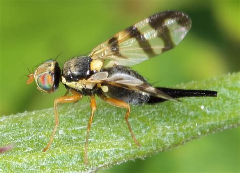 Diptera.info - Discussion Forum: Tephritidae