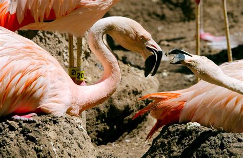 Chilean Flamingo | Starmind Conservation