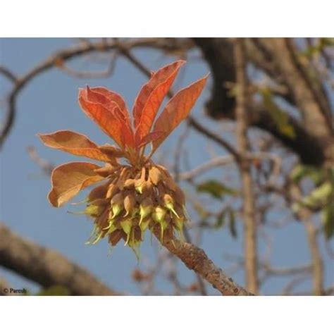 Mahua Flower at best price in Dholpur by Aditi Trading Company | ID ...