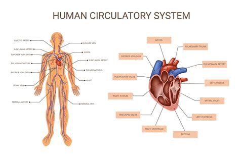 Human Body Systems Diagram