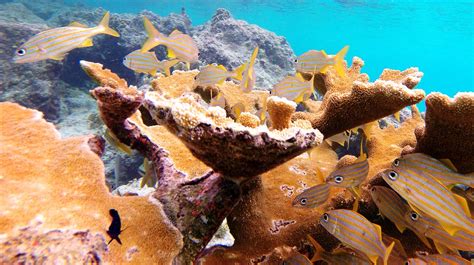 Snorkeling Bari Reef, Bonaire | Snorkeling Bari Reef, Bonair… | Flickr