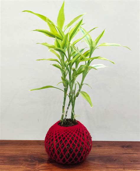 Feng Shui Bamboo Plant | ubicaciondepersonas.cdmx.gob.mx