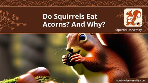 Do Squirrels Eat Acorns? 🐿️ And Why? [ANSWERED] - Squirrel University