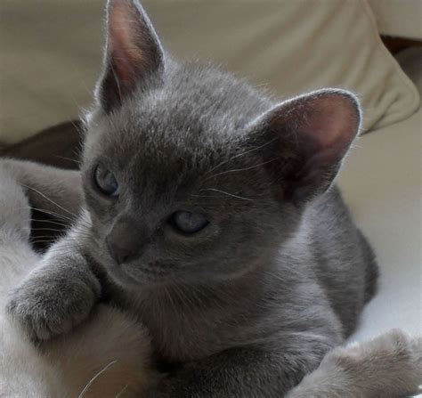 10 Shocking Facts About Burmese Cat Breeders Bc | Burmese Cat Breeders Bc - Wildcatfoundation.us