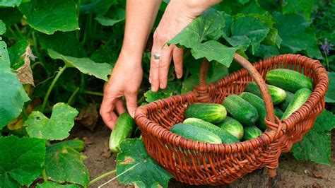 When to pick cucumbers: for unrivalled flavor that can’t be bought ...