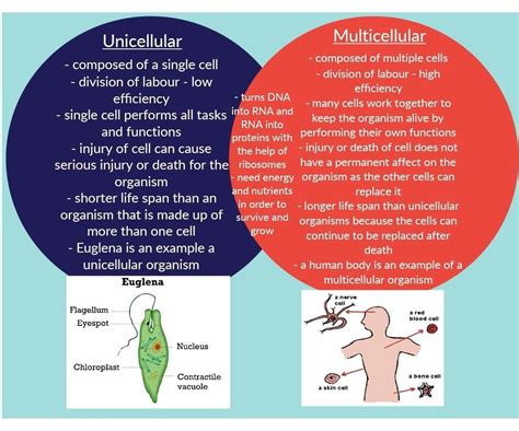 prepare Venn diagram of unicellular and multicellular organism - Brainly.in